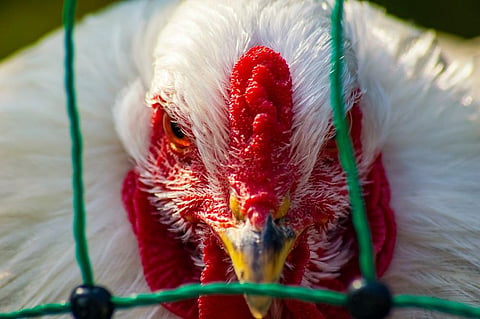 After Coronavirus, China Reports Bird Flu Outbreak