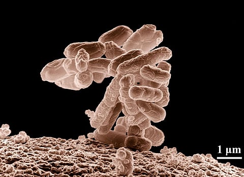 Indoor Dust Bacteria Have Transferrable Antibiotic Resistance Genes, Says Study