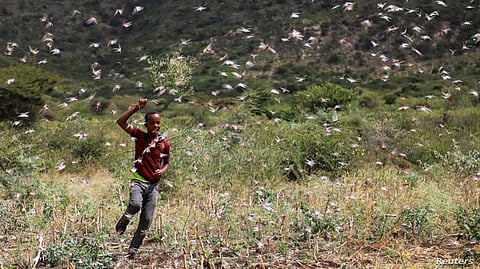 New Locust Swarms Threaten Agriculture in Ethiopia
