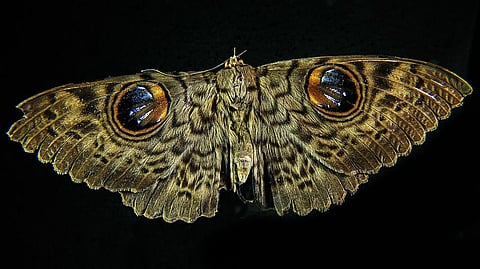 Moths may Help Drones Navigate Unfamiliar Environments: Researchers