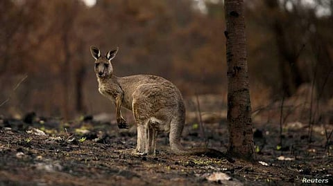 Know About the Impact of Bushfires in Australia on Wildlife