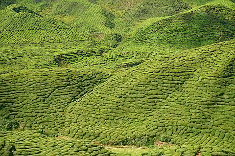 What are Tea Producers in Kenya Doing to Cope up With the Price Rise? Find it Out Here