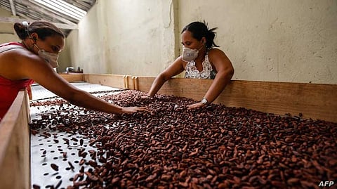 Here’s Everything you Need to Know about Cocoa Production in Brazil