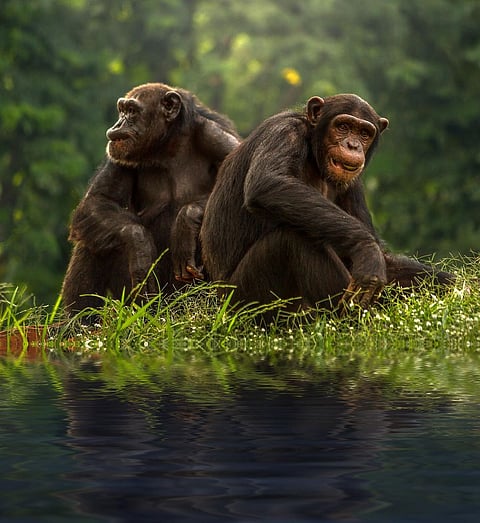 Dance-like Behaviour in Chimpanzees Linked with Human Evolution: Study