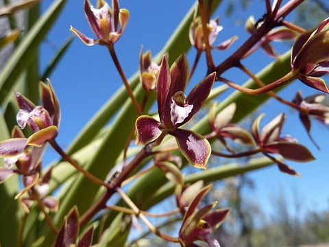 Conservationists take Clive Palmer to Court to Save Queensland’s Bimblebox Nature Refuge, but Citizen Action is Also Needed