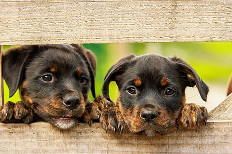 Find Out how Puppies can be Dangerous For Your Health