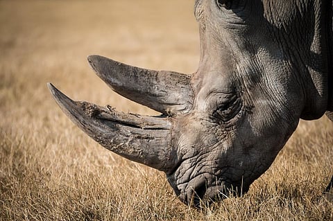 Rhino Poaching in Namibia Drops in 2019: Ministy of Environment and Tourism