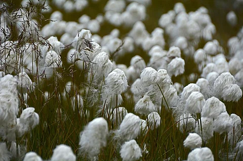 How does a Cotton Picker Work?