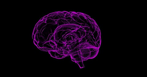 Brain Circuit can Alter Food Impulsivity: Study