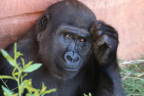 It’s Time To Save Endangered Gorillas