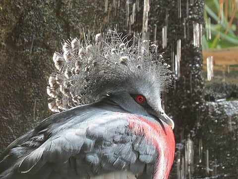 Migratory Species Connect the Planet