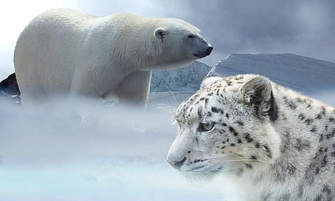 Archeologists find New Evidence about Extinction of Ice Age Animals