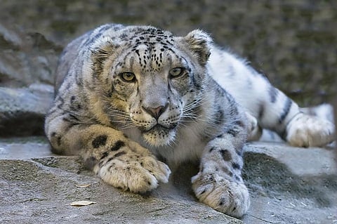 Counting for Snow Leopards to begin, Plan to Double Numbers