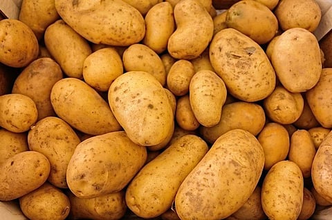 Consuming Potatoes are as Effective as Carbohydrate Gels: Study