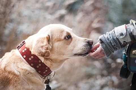 Dog Ownership Leads to Longer Life And Healthy Heart