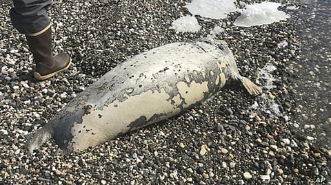 US Biologists Declares “Unusual Mortality Event” in Deaths of Nearly 300 Ice Seals Off Alaska’s Northwest Coast