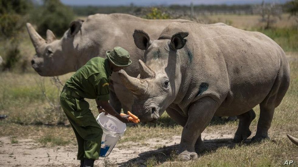 Scientists Create Two Embryos of Nearly Extinct Northern White Rhino