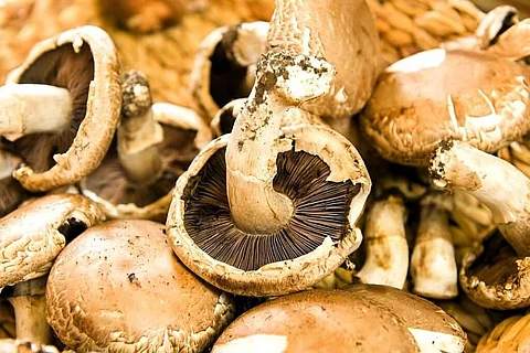 Consuming Mushrooms Three Times a Week Cuts Risk of Developing Prostate Cancer in Males