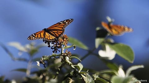 10 State Attorneys General to Sue Trump Administration from Making Changes to U.S. Endangered Species Act