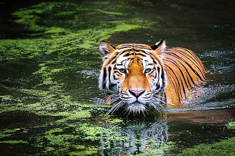 Pilibhit Tiger Reserve in Uttar Pradesh to Sow Aromatic Plants on Its Boundaries to Prevent Tiger Attacks