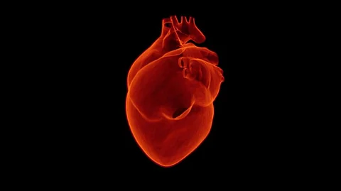Human Stem Cells May Help Recover from Damage Caused by Heart Attack: Study
