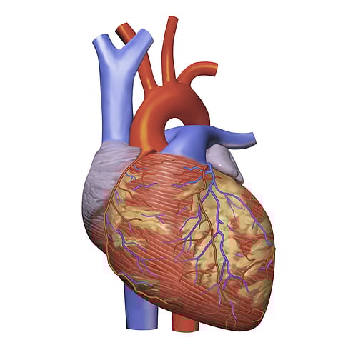 Scientists Use Soft, Living Materials to Create 3D Print Heart Scaffold