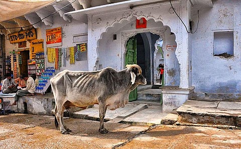 Want to Know About your Future? Meet this Holy Cow!