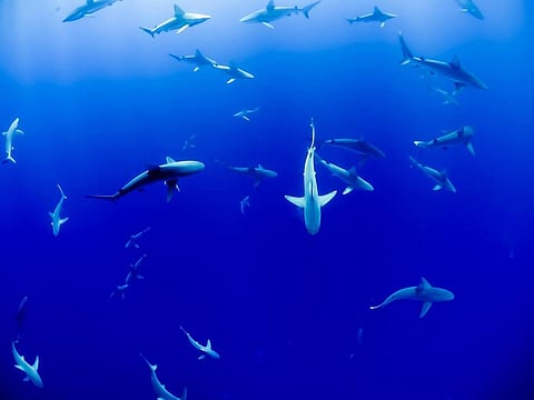 Fishing Activities Putting Ecologically Important Shark Hotspots Worldwide in Danger