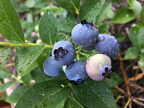 EPA Rejects Key Legal Challenge of Pesticide Linked to Brain Damage in Children