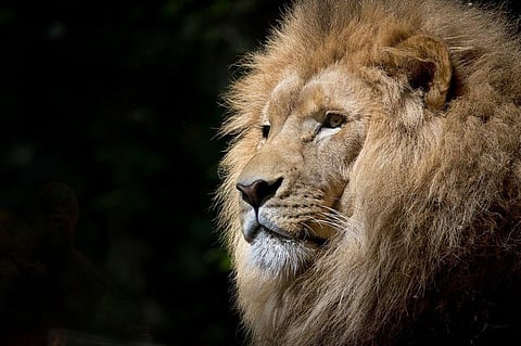 India: Asiatic Lions in Gujarat’s Gir forests to Have Radio Collars Fitted Around their Necks