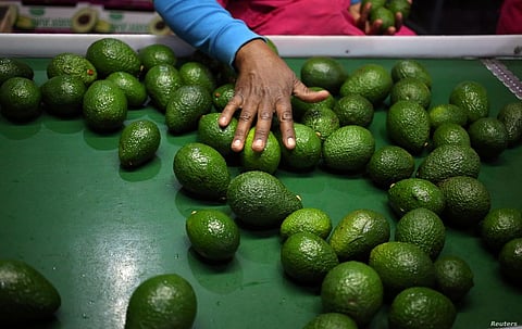 Kenyan Avocado Farmers Plan to Increase Production in Hopes of Tapping Chinese Market