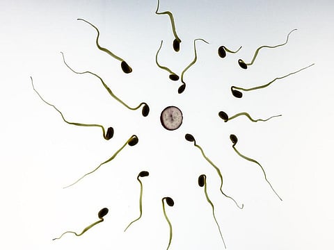 Human Sperm Retains Viability in Outer Space Conditions: Researchers