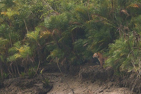 Sundarbans on List of ‘Natural Sites in Danger’