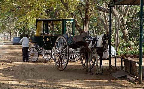 Woman Who Coated Cow Dung on Car Uses Horse-Cart for Short Distances