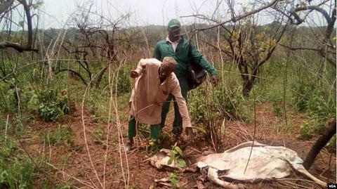 Cameroon Villagers Relocate Following Series of Lion Attacks Amid Human-Wildlife Conflict