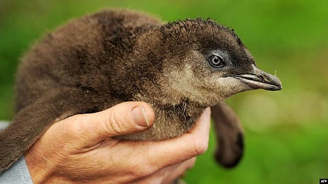 Fireproof Bunkers Protect Penguins from Predators in Sydney