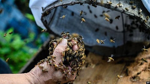 Loss of Bees, Wild Insects Would Devastate World Food Supply