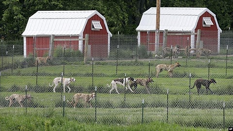 ‘Canine Brucellosis’- A Dog Disease which can Hit Humans in Iowa