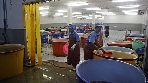 Researchers Find Cocaine in UK Shrimp