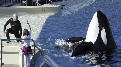 How Endangered Killer Whales of Pacific Northwest Live Different Lives from Orcas in Captivity?