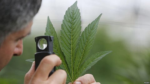 Regular Pot Smokers May Need Higher Dosage for Sedation: Study