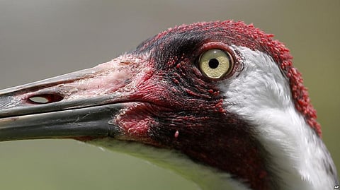 Whooping Cranes, Ravens, Peregrine Falcons are Celebrities of Sky in Eyes of Americans: Study