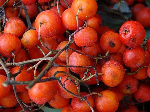 Adding Chokeberries to Porridge May Help Boost Health
