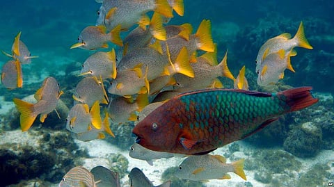 Territorial Waters As A Protected Area For Recovery of Ecosystem in Belize