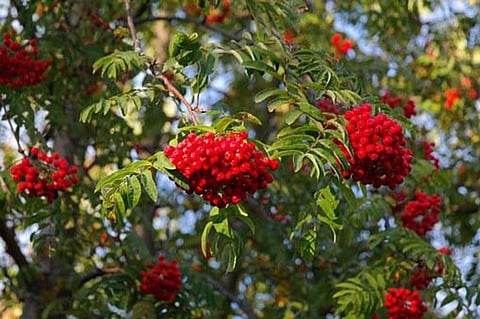 Adding Chokeberries-‘The Healthiest Fruit in The World’ in Your Diet Can Help To Boost Your Health