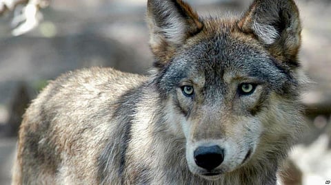Proposal to Strip Wolves Could Curtail Their Rapid Expansion