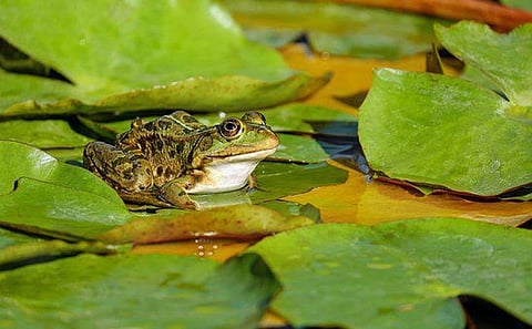 Interesting Research! Frog Bacteria May Help Cure Fungal Infection Among Humans