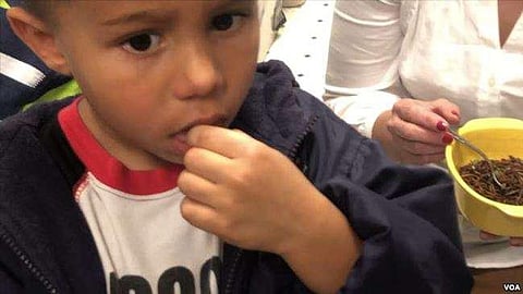 Gourmet Grubs Squirm Onto American Plate