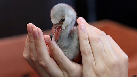Flamingo Chicks In South Africa In Danger Due To The Drought