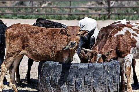 Public Safety Threatened As Stray Cattle Takes To The Street in Agra